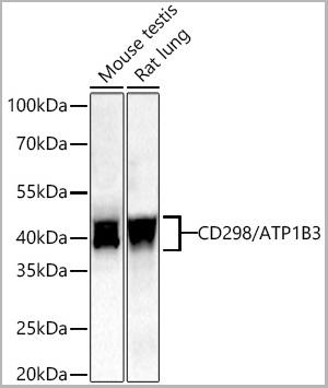 product-image-AAA28518_WB.jpg