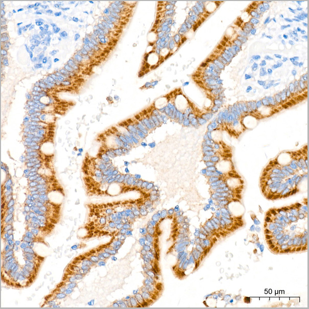 product-image-AAA28519_IHC6.jpg