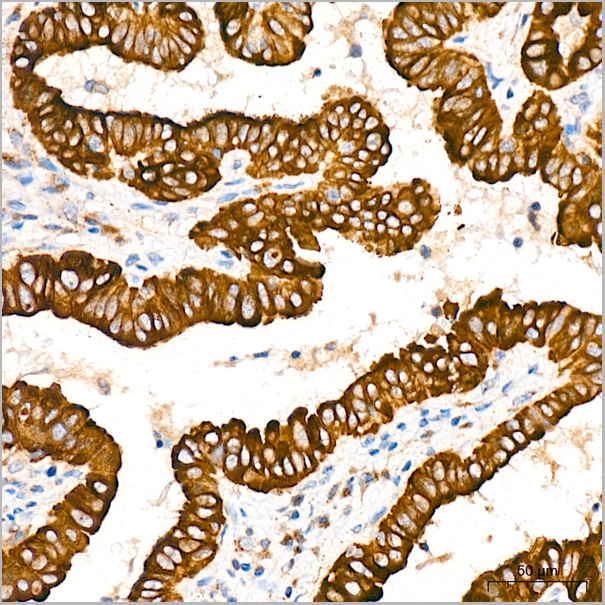 product-image-AAA28522_IHC6.jpg