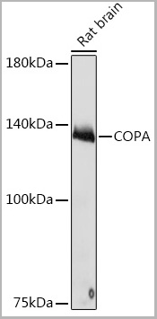 product-image-AAA28522_WB2.jpg