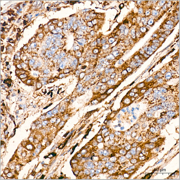 product-image-AAA28526_IHC2.jpg