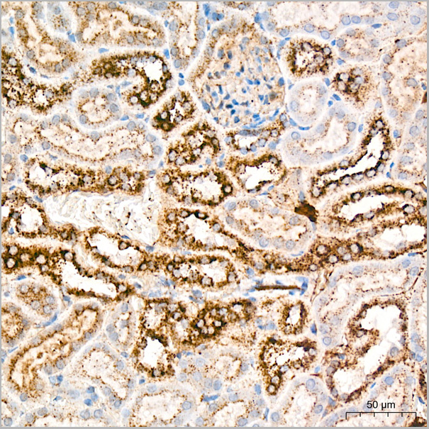 product-image-AAA28526_IHC7.jpg