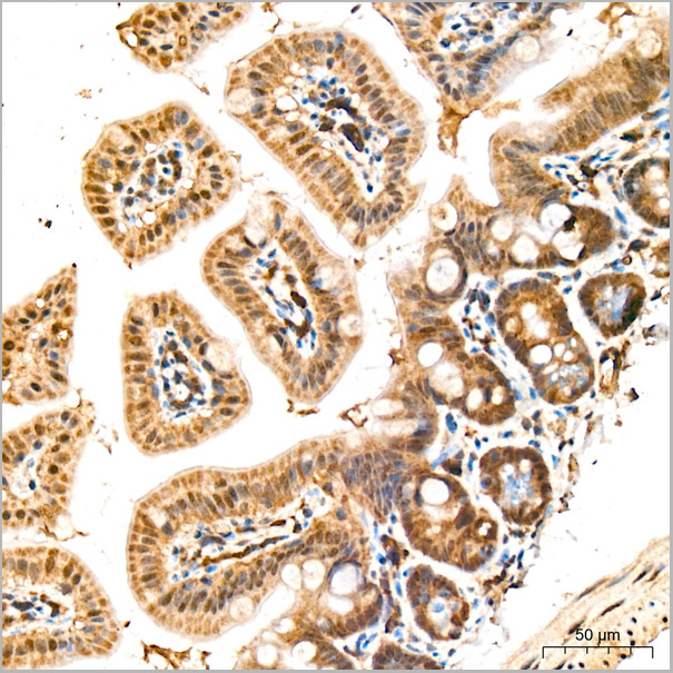 product-image-AAA28527_IHC4.jpg