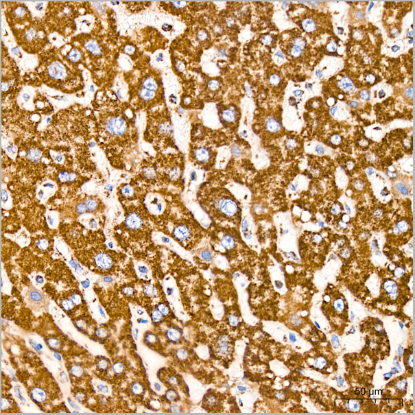 product-image-AAA28528_IHC8.jpg