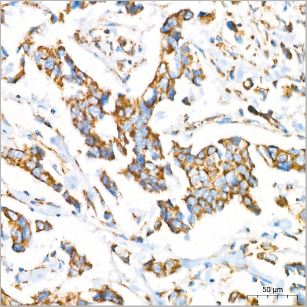 product-image-AAA28529_IHC3.jpg