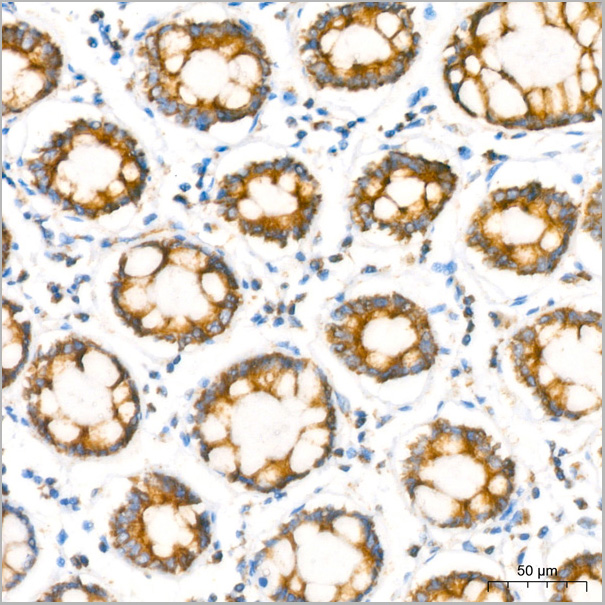 product-image-AAA28529_IHC4.jpg