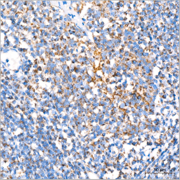 product-image-AAA28529_IHC7.jpg