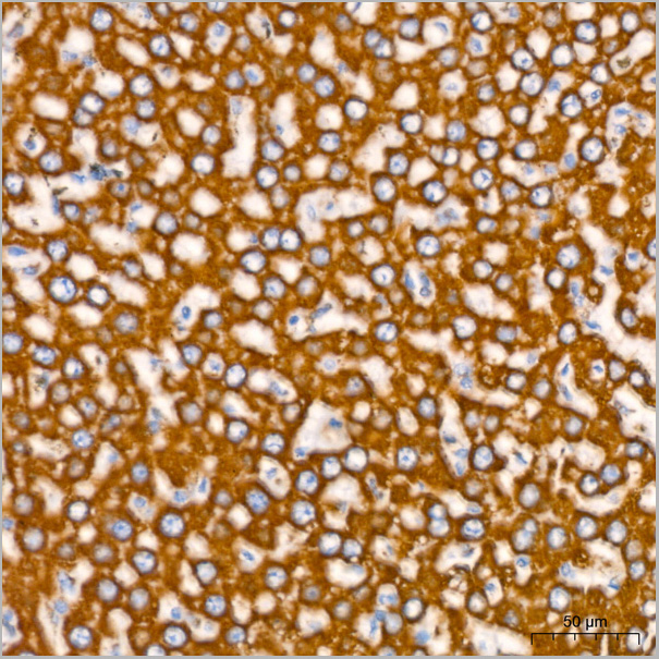 product-image-AAA28529_IHC9.jpg
