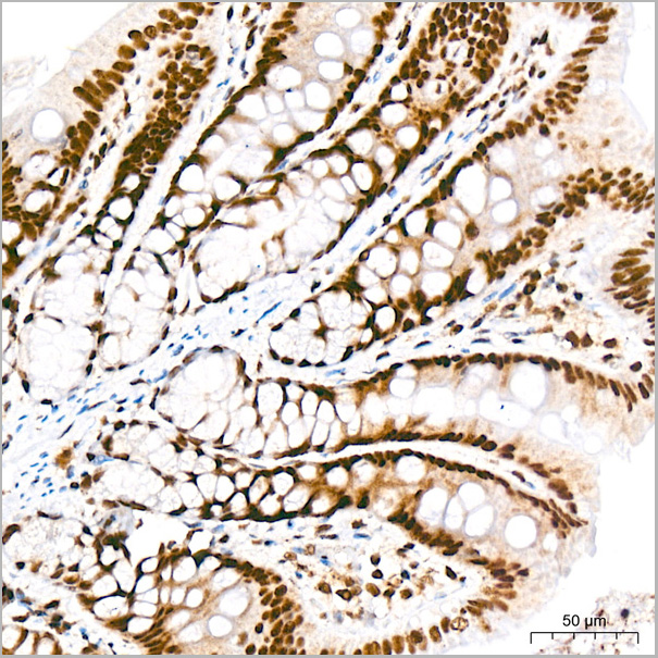 product-image-AAA28534_IHC8.jpg