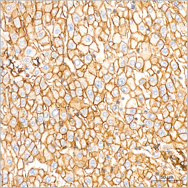 product-image-AAA28535_IHC3.jpg