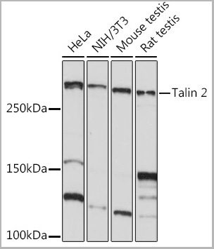 product-image-AAA28535_WB.jpg