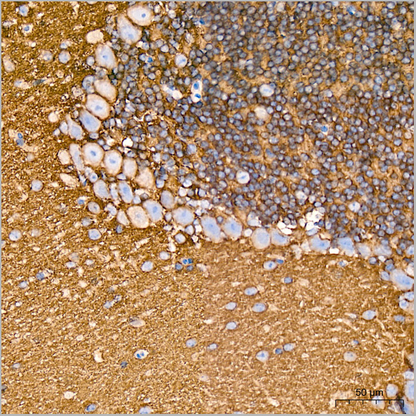 product-image-AAA28537_IHC4.jpg