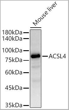 product-image-AAA28542_IHC3.jpg