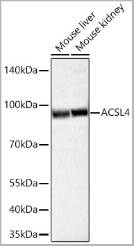 product-image-AAA28542_IHC4.jpg