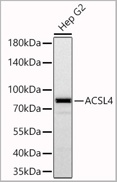 product-image-AAA28542_IHC6.jpg