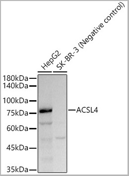 product-image-AAA28542_WB.jpg