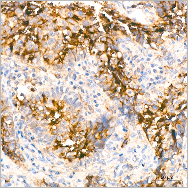 product-image-AAA28547_IHC6.jpg