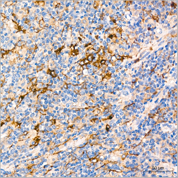 product-image-AAA28547_IHC7.jpg