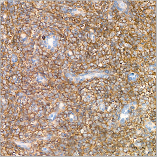product-image-AAA28547_IHC9.jpg