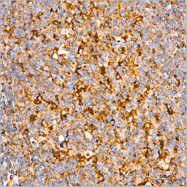 product-image-AAA28549_IHC5.jpg