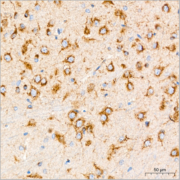product-image-AAA28549_IHC7.jpg