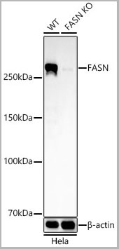product-image-AAA28550_WB2.jpg