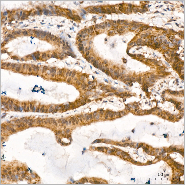 product-image-AAA28551_IHC6.jpg