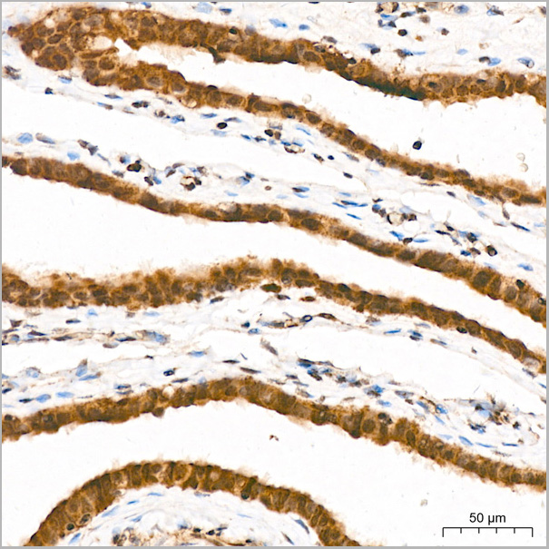product-image-AAA28551_IHC9.jpg