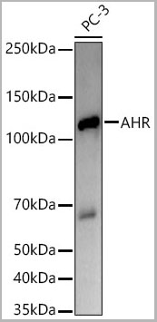 product-image-AAA28551_WB.jpg
