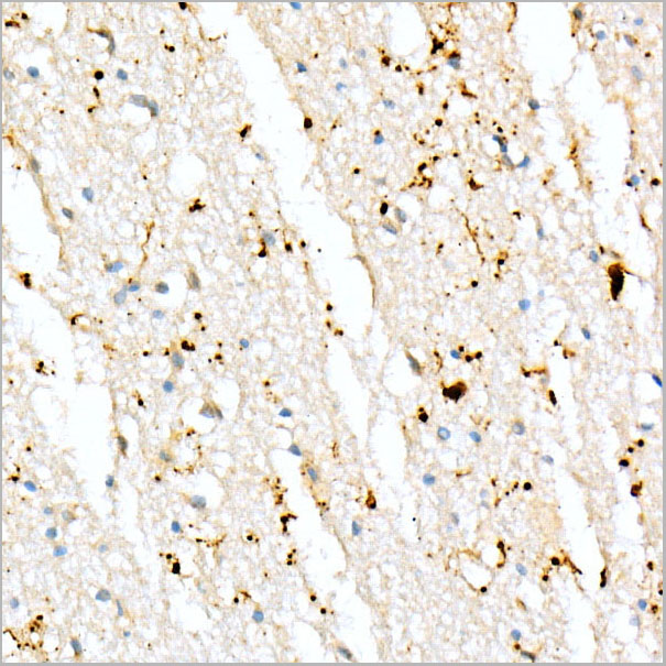 product-image-AAA28552_IHC2.jpg