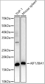 product-image-AAA28552_WB.jpg