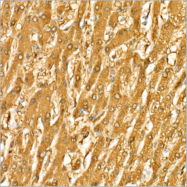 product-image-AAA28553_IHC3.jpg