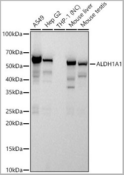 product-image-AAA28553_WB.jpg