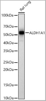 product-image-AAA28553_WB2.jpg