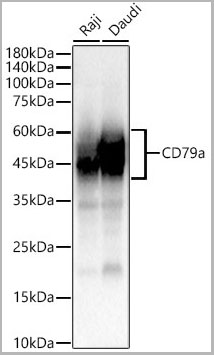 product-image-AAA28555_WB.jpg