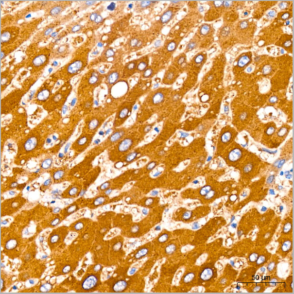 product-image-AAA28556_IHC3.jpg