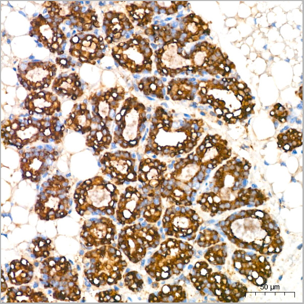 product-image-AAA28556_IHC5.jpg