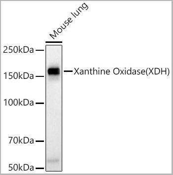 product-image-AAA28556_WB2.jpg