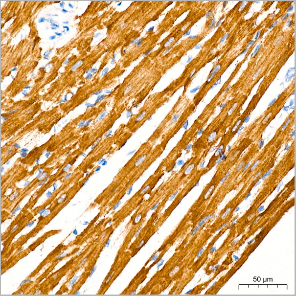 product-image-AAA28557_IHC6.jpg