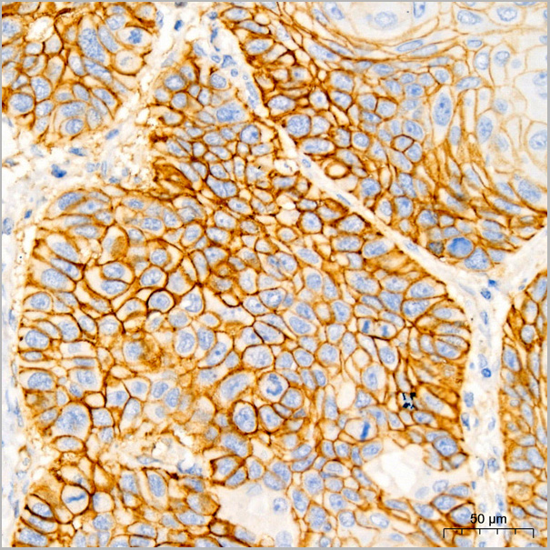 product-image-AAA28558_IHC2.jpg