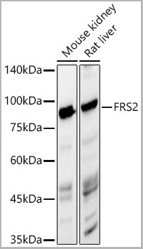 product-image-AAA28559_WB.jpg