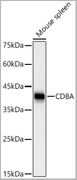 product-image-AAA28561_WB.jpg