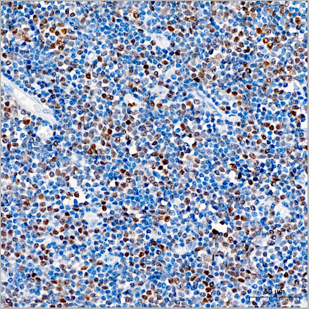 product-image-AAA28562_IHC3.jpg