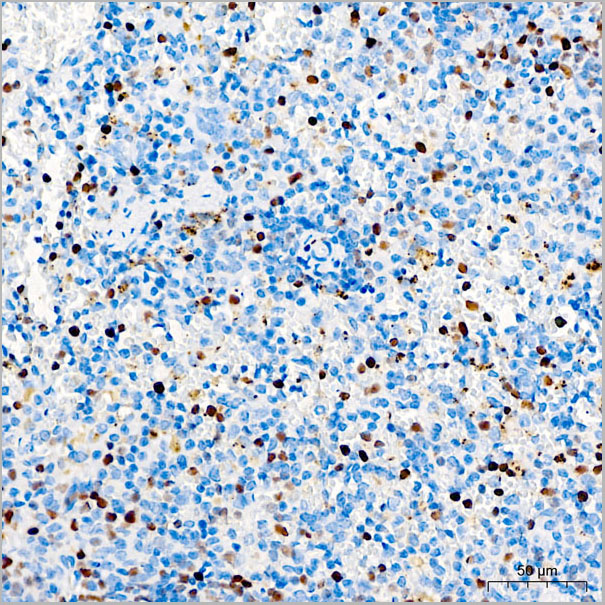 product-image-AAA28562_IHC5.jpg