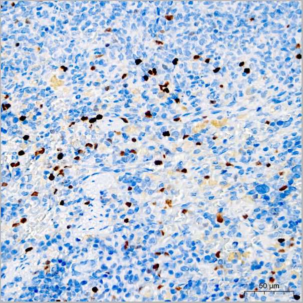 product-image-AAA28562_IHC6.jpg