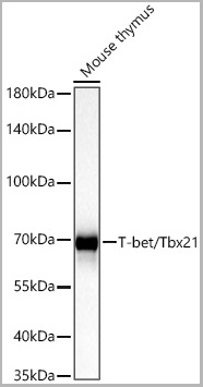 product-image-AAA28562_WB2.jpg