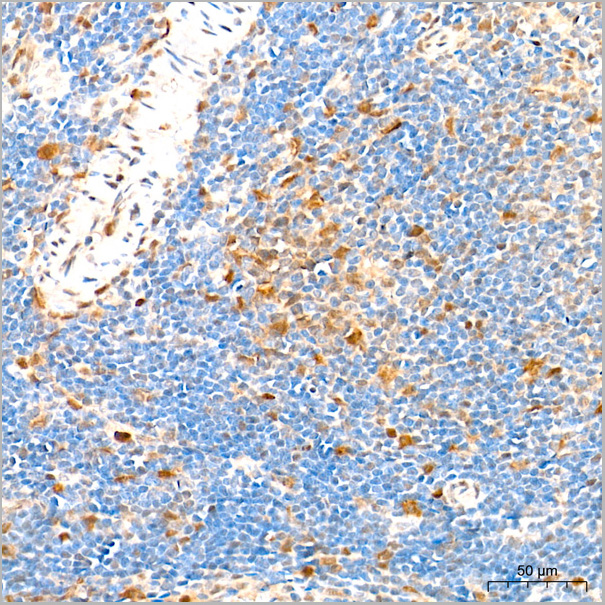 product-image-AAA28563_IHC5.jpg