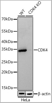product-image-AAA28563_WB.jpg