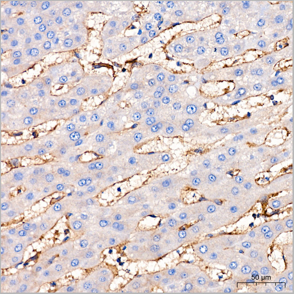 product-image-AAA28564_IHC5.jpg