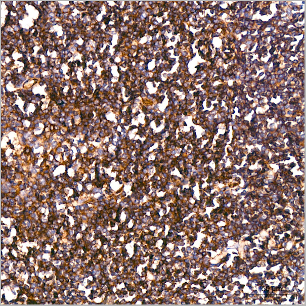 product-image-AAA28564_IHC6.jpg